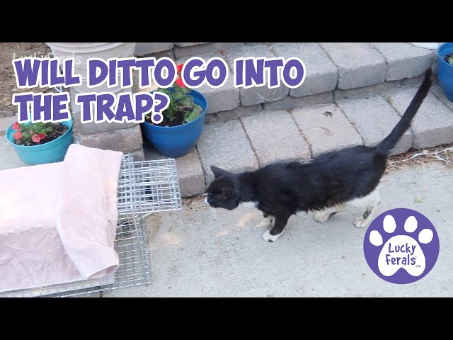 Trapping An Injured Feral Cat, Taking A Feral Cat To The Vet 🐈 S4 E144 🐈 Cat Videos