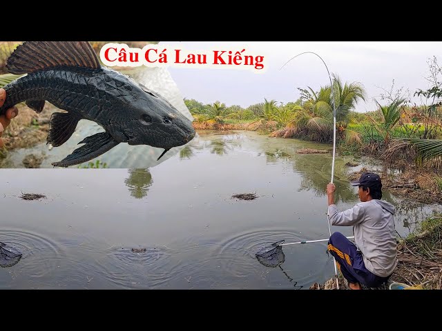 Câu Cá Lau Kiếng , Cá Này Câu Đã Tay Lắm Kéo Cá Cực Phê Không Tin Thử Thi Biết