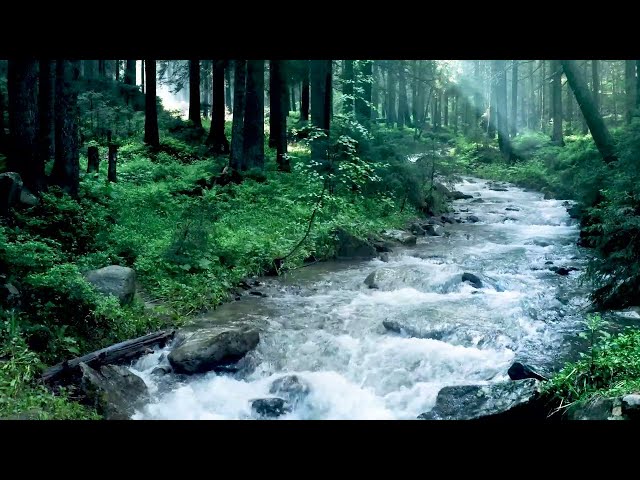 Relaxing Water Sounds for Forget Stress, Gentle Stream Sounds with Birds Chirping, Calming ASMR