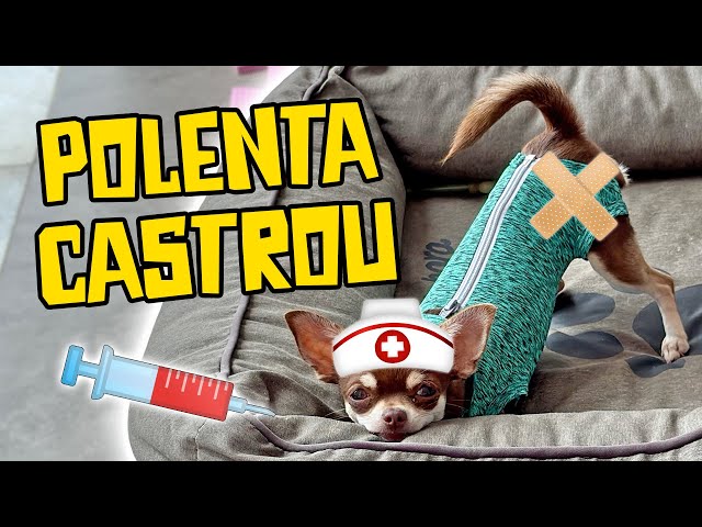 VLOG COMPLETO DA CASTRAÇÃO DA POLENTA