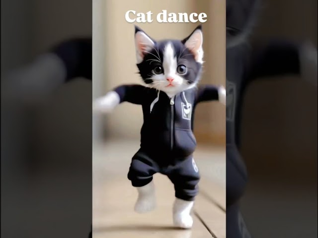 Cat funny dance video #video #for #cat #dance #funny #cats #dancingcat #catlover #cat #video