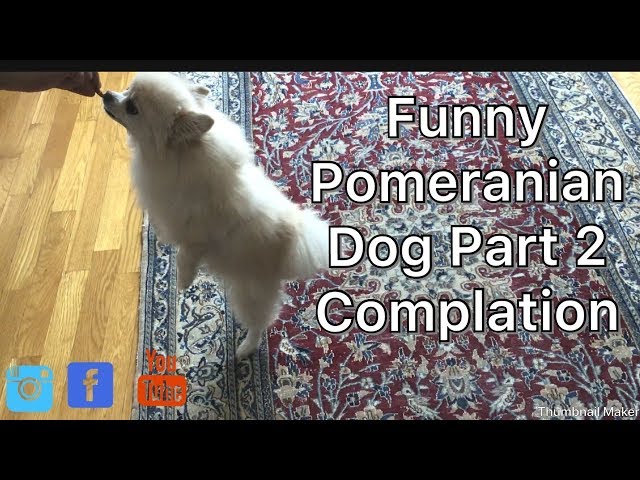 Cute Pomeranian Dog 2 || Complaition