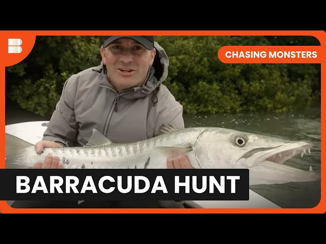 Monster Barracuda Hunt - Chasing Monsters - S02 EP4 - Nature & Adventure Documentary