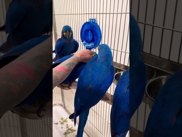 Here’s a video to make you smile! (Chan the Bird Man) #hyacinthmacaw