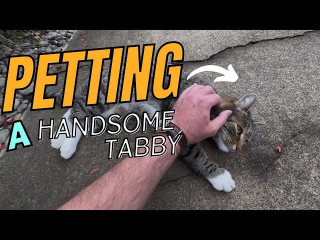 Pets REACT When You Pet Them Like THIS!