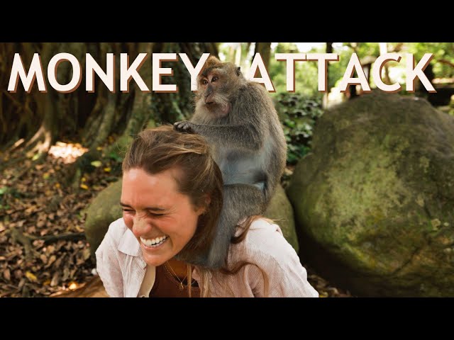 SURROUNDED BY THOUSANDS OF WILD MONKEYS ENTERING SACRED FOREST (Bali, Indonesia)