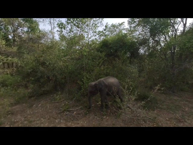 180 VR - Sri Lanka 2019 - 10 - Elephant Safari Kaudulla