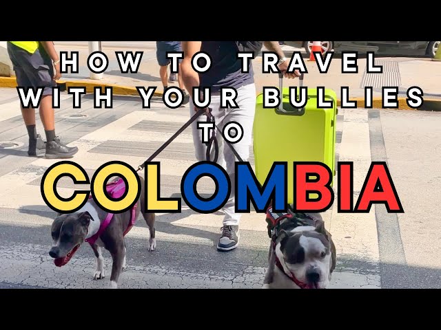 Medellín Travel with Dogs in 2024 : Top Tips & Must Know Info!