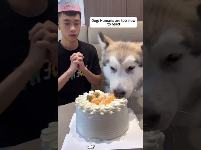 Dog eating cake #funny #cutespets #funnydog #pets #funnypetschannel #funnypet #dog #cutedog