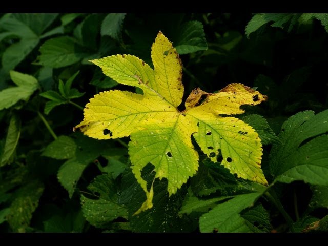 호미숙 자전거여행[가을느낌-여름햇살, 가을 바람(8월)]When Autumn Came