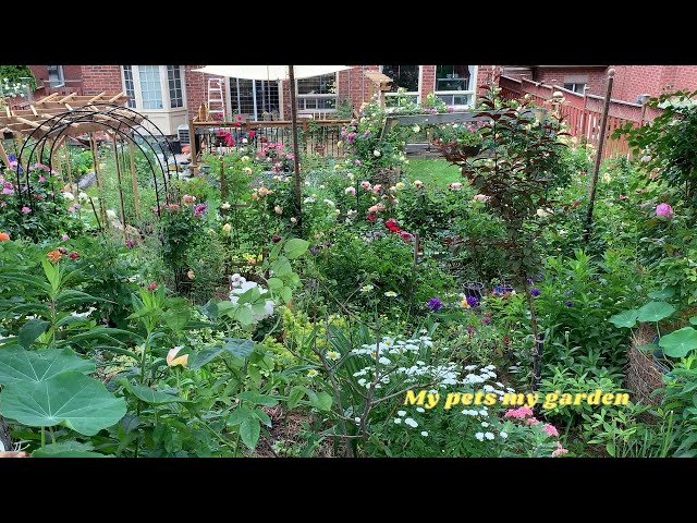 |Looking back at the scenery of my garden (6) 2024 June 18|Healing |Calm | Rose |My pets my garden|