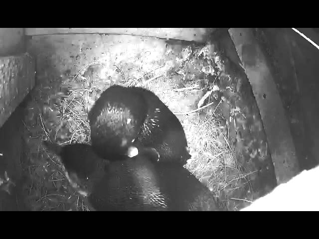 Phillip Island Nature Parks burrow cam - Penguins preening each other