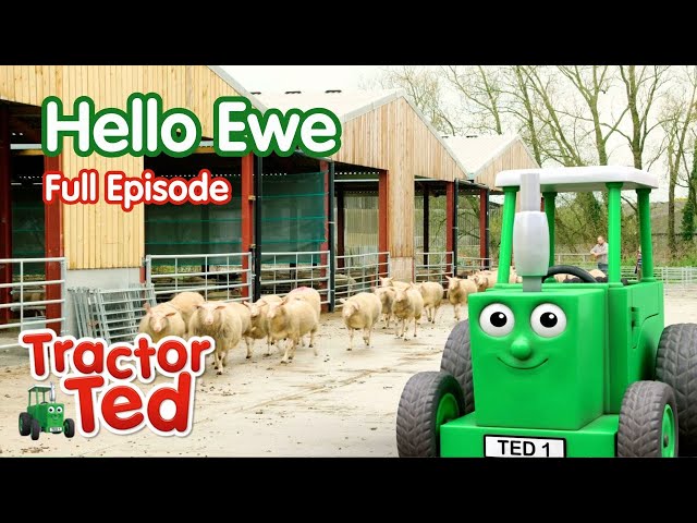 Hello Ewe! 🐑🚜 Tractor Ted Full Episode | Big Machines & Tractors For Kids