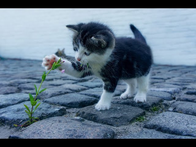 Cute Pets And Funny Animals Compilation #4 #BabyPets