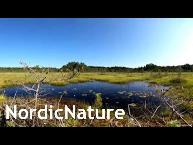 Raised bog 360, a unique wet habitat, Nordic nature