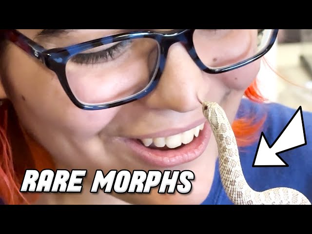 Rare Western Hognose Morphs with @SnakefulGrace