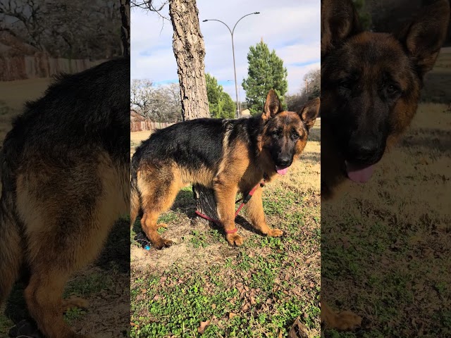 #germanshepherd  , #Charm is now 1 years old! A quick video while taking him for a walk