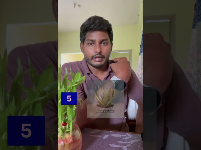 8 indoor plants 🪴 In Telugu