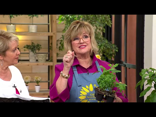 Girl Next Door 4-Piece Kitchen Minis Veggies Live Plants on QVC