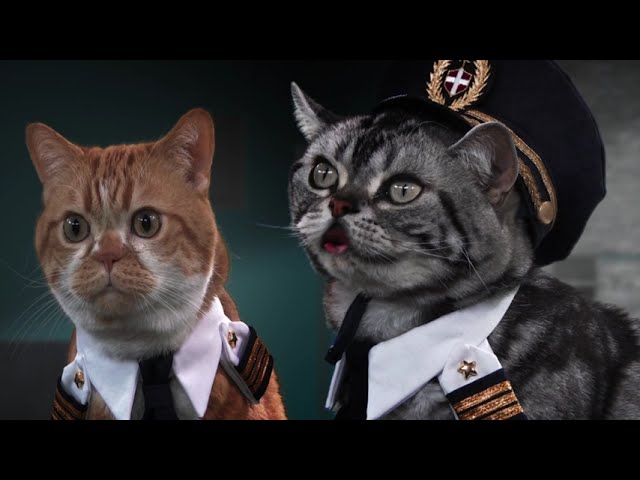 'Cats In Jets' Series Teaser Trailer