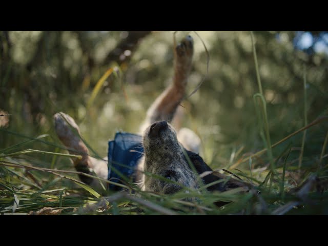 Summit, the adventure dog | Chewy commercial