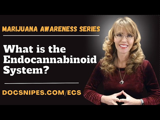 What is the Endocannabinoid System | Marijuana Awareness Series