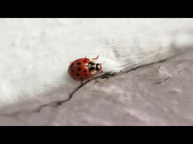 Catarina Asiática (Harmonia axyridis) Breve video.