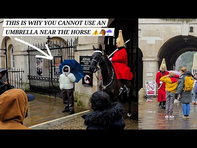 This is Why They Cannot Use Umbrella Near The King's Horse 😤