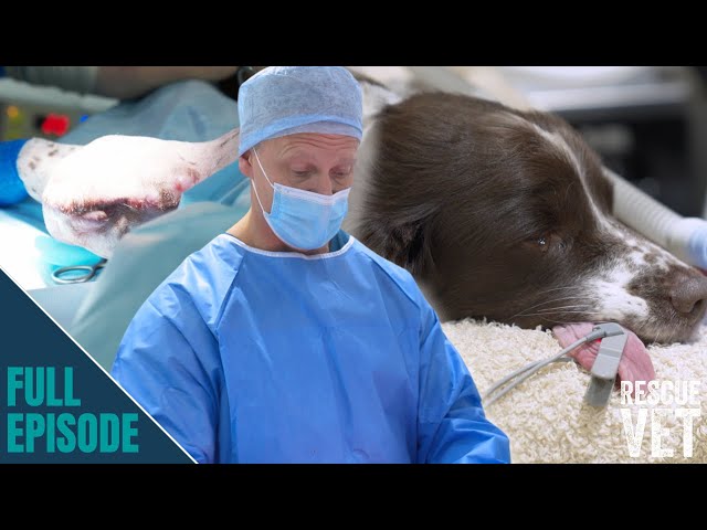 14 year old spaniel needs lifesaving surgery | Rescue Vet with Dr Scott Miller