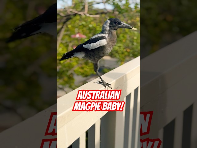 The Most Graceful Bird Performance You'll See Today!  #magpie #baby #birds