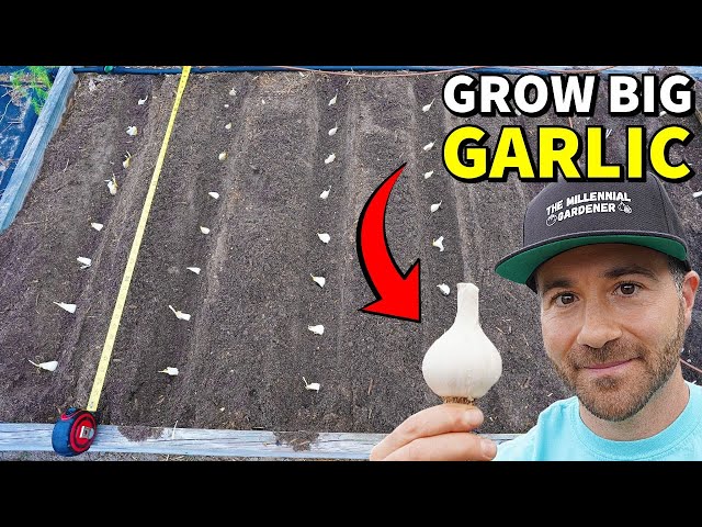 How To Plant GARLIC For BIG Harvests - It’s SO EASY!