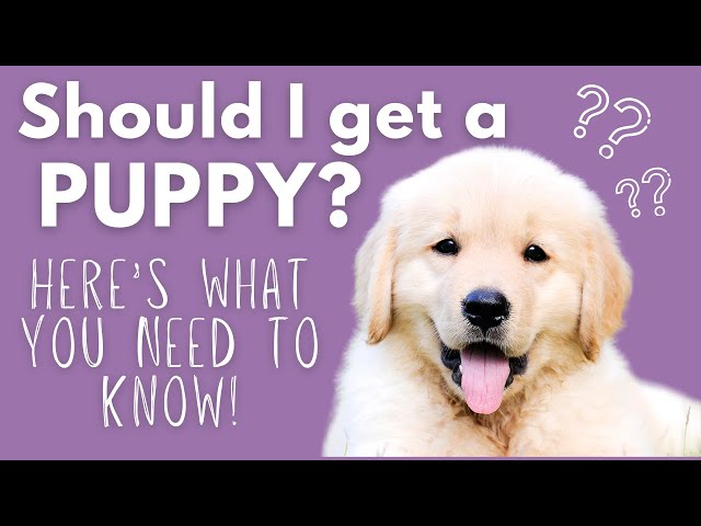 Puppy Ownership 101: Is a Puppy Right for You?