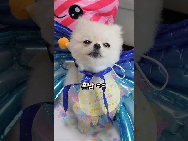 Happy birthday song A puppy I want to sing with