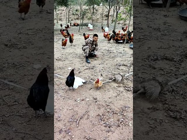 Free range chicken #ecological farming