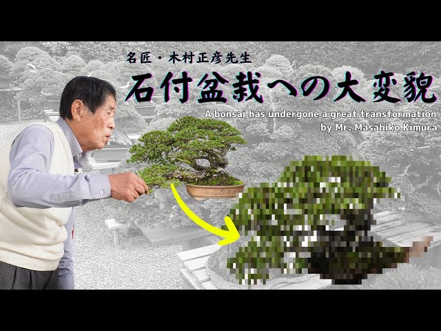 A bonsai has undergone a great transformation by Mr. Masahiko Kimura - from a potted to with stone.