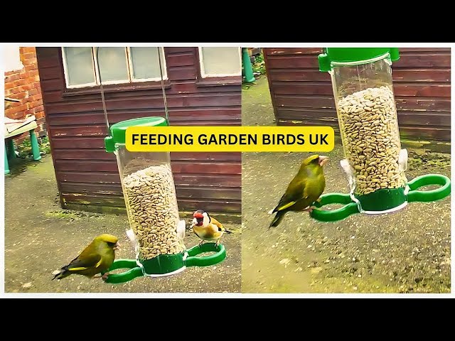 Feeding UK Garden Birds