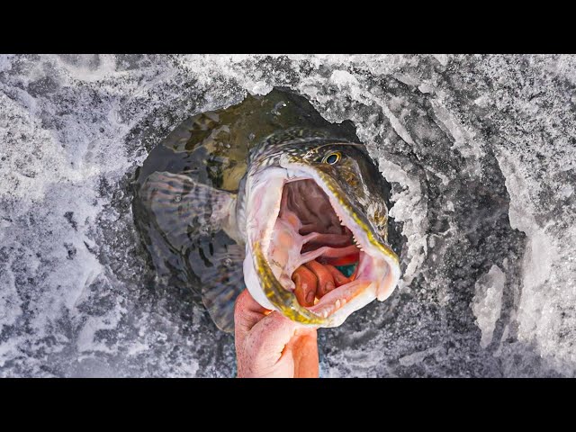 BEST Ontario Pike Fishing I've ever seen!