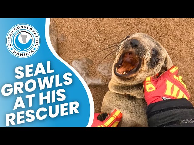 Seal Growls At Rescuer