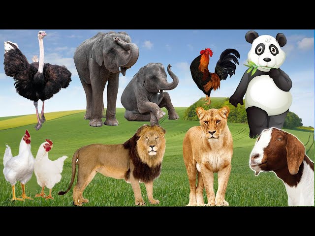 Wild Animal Sounds Around Us: Panda, Lion, Ostrich, Elephant, Goat, Rooster,... | Animal Moments