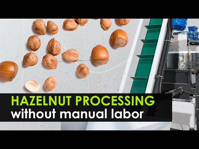 Industrial line for cracking and sorting hazelnut. 98% automation of processing