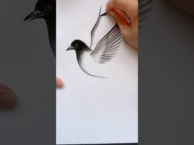 how to draw a realistic bird step by step for beginners..  #bird #drawing