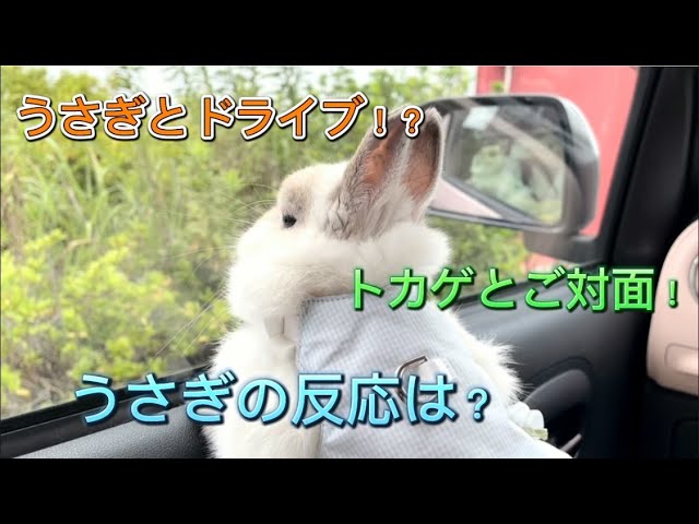 【ドライブ】うさぎがホームセンターで大はしゃぎ！？