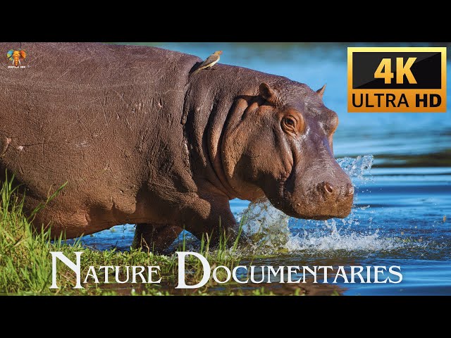 4K Nature Documentaries With Amazing Sounds