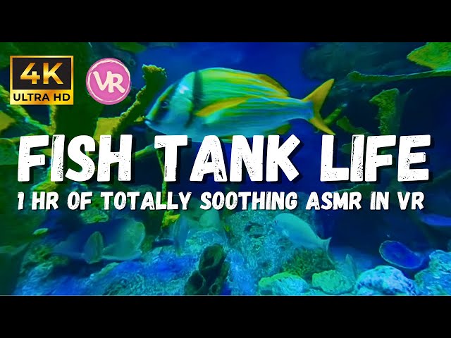 4k Underwater Ambience: Aquarium Coral Reef No Music Relaxing ASMR in VR 180 3D