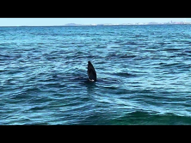 Australian Sea Lion, basking, floating, one fin in the air