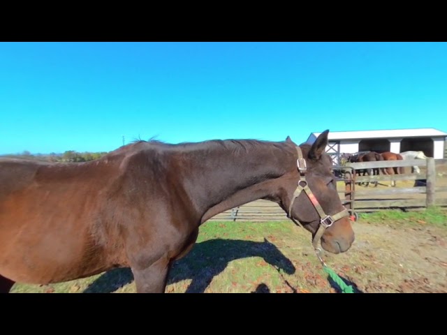 Meet Wellie the Horse 3D 180 VR