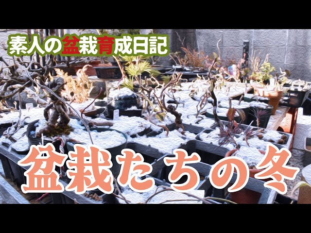 盆栽たちの冬2025～素人の盆栽育成日記～