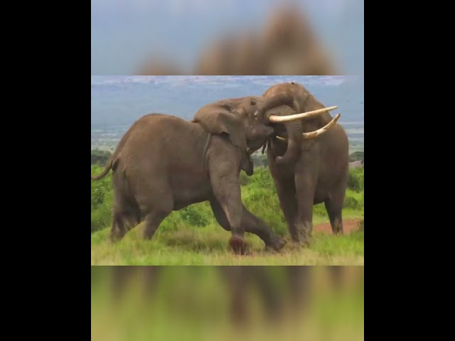 Elephants Meet for a Fight #animalbattles #elephants #wildlife