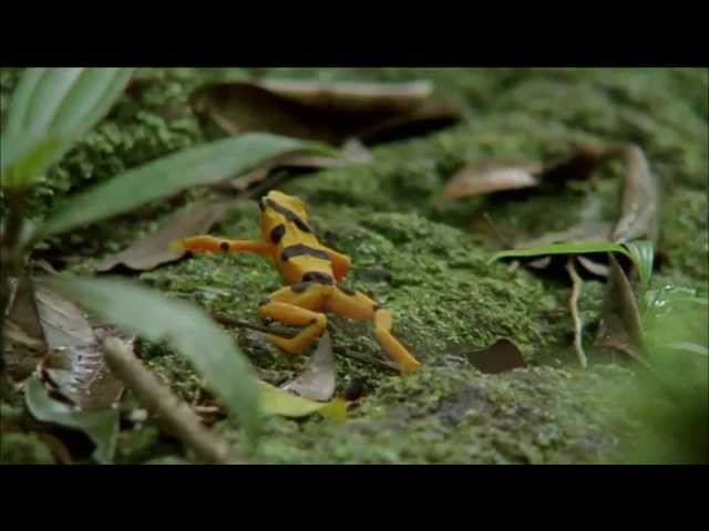 Mating Habits of Golden Frogs | Nature on PBS