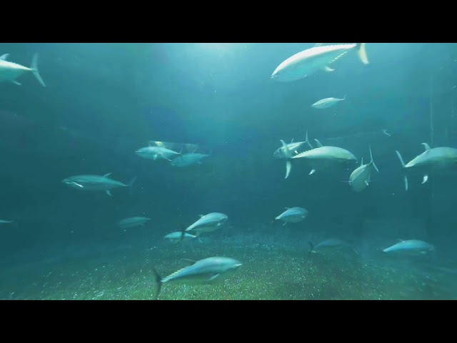 180VR - Aquarium （Kasai Waterfront Aquarium）【Japan】- 04